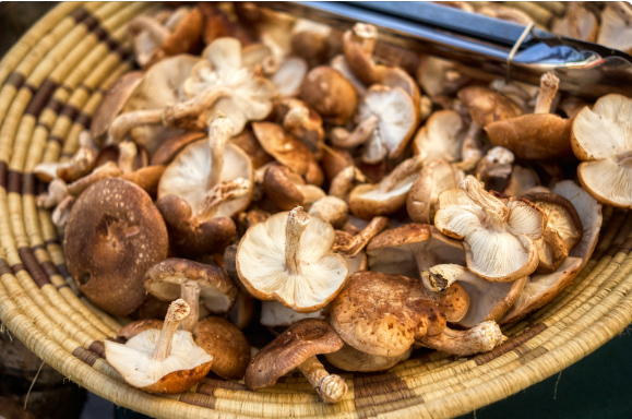 mushroom supplement